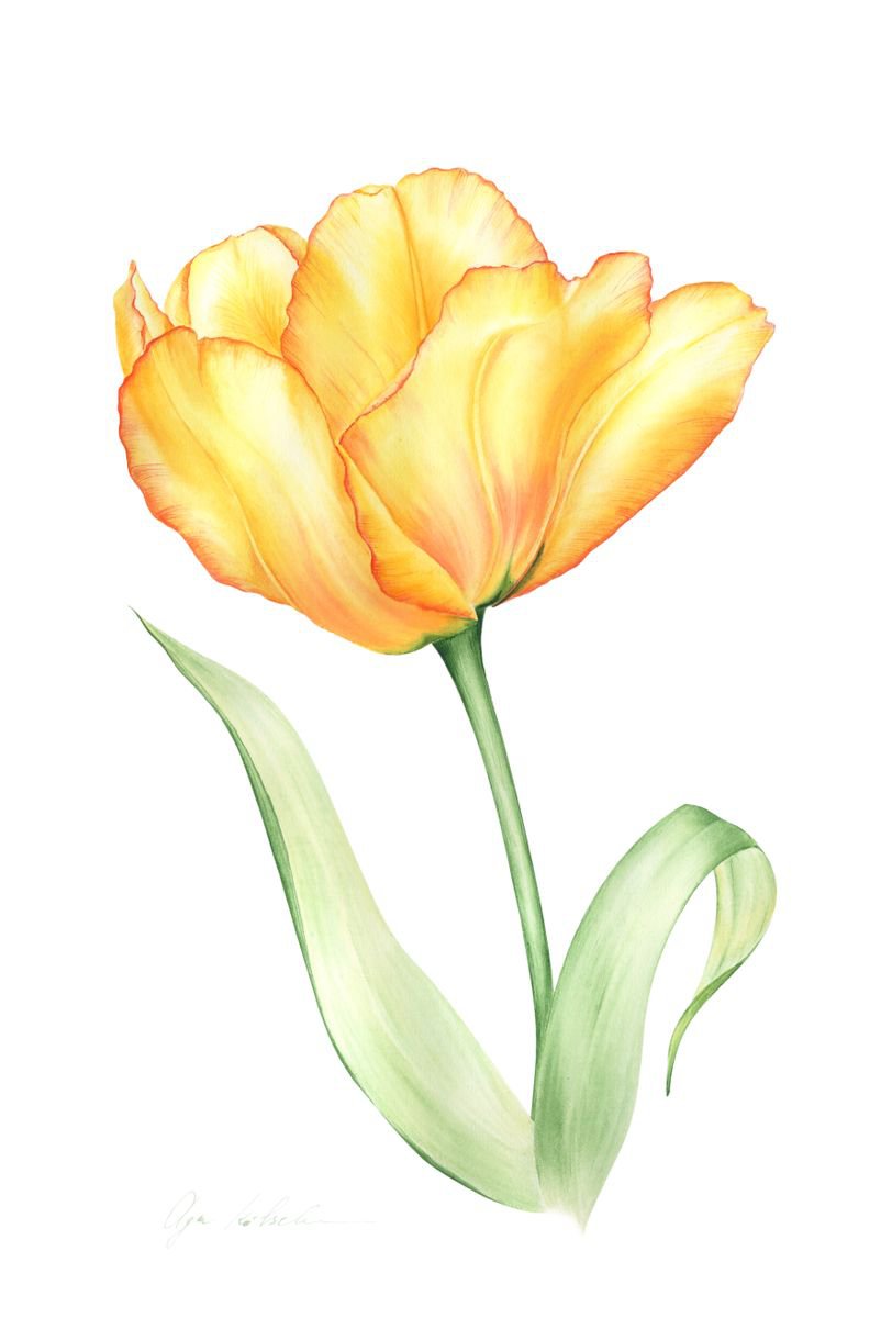 Yellow Tulip by Olga Koelsch