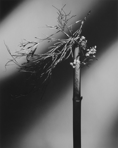“The tale of the Princess Returning to the Moon” #001-Flowers of deutzia, Bamboo- by Keiichiro Muramatsu