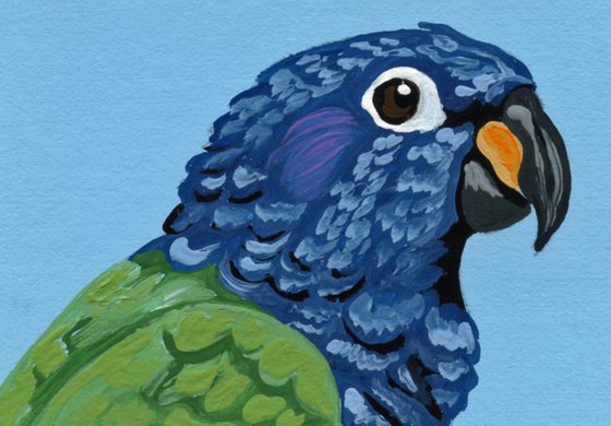 ACEO ATC Original Miniature Painting Pionus Parrot Pet Bird Art-Carla Smale