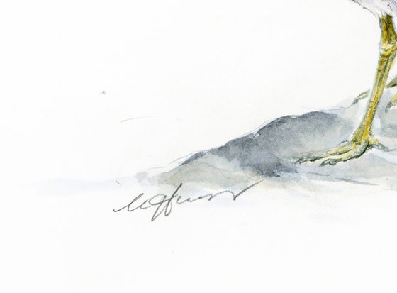 Snipe bird watercolour