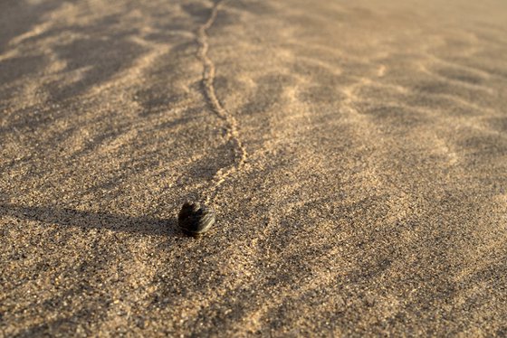 Desert snail