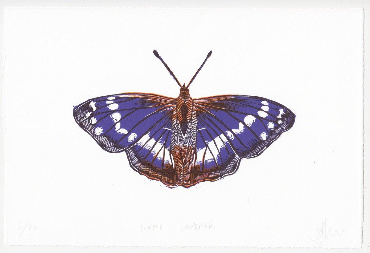 Purple Emperor by Georgia Flowers