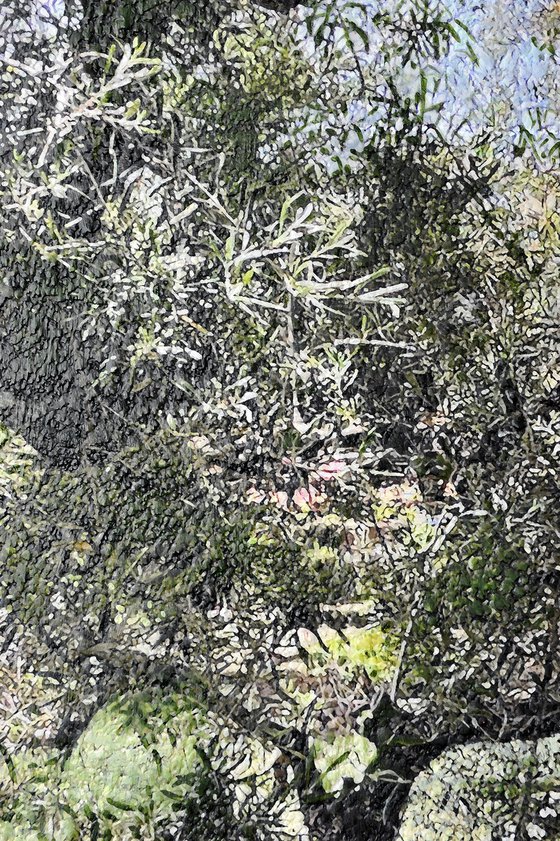 Olive tree, Kerion, Zakintos