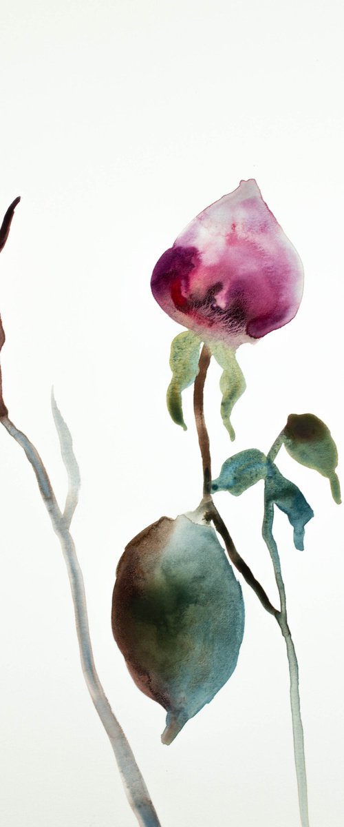 Rose Study No. 37 by Elizabeth Becker