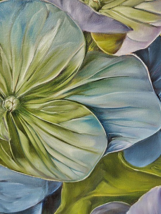Hydrangea 2