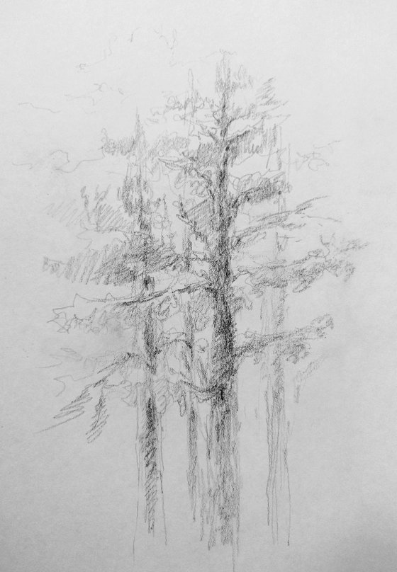 Pine trees. Sketch. Original pencil drawing on paper
