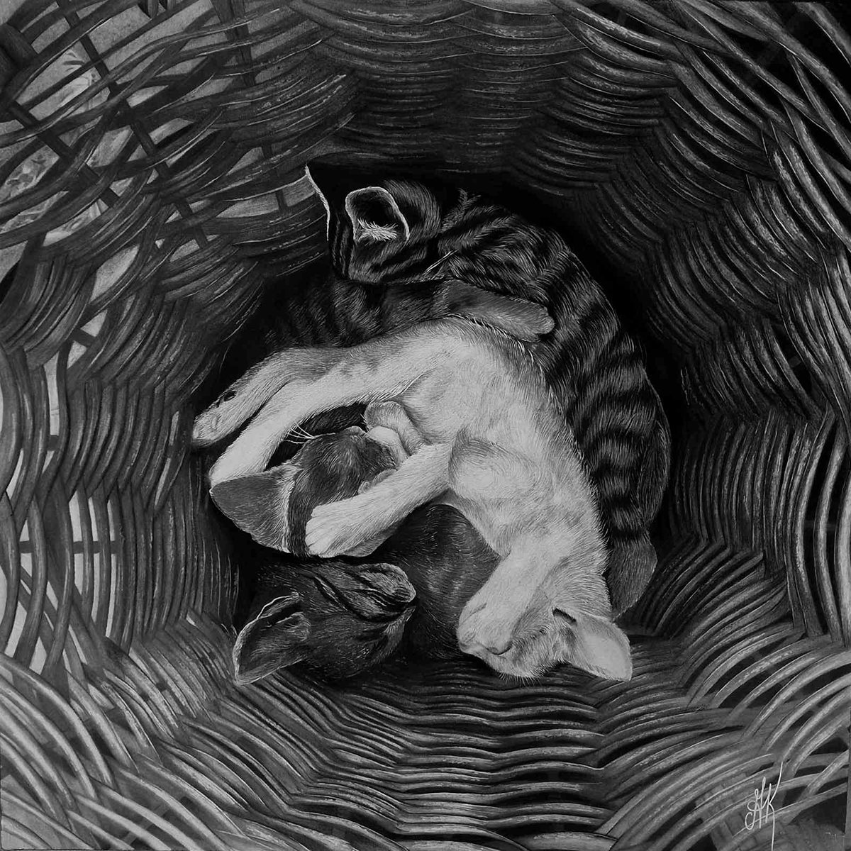 Photorealistic Animal Charcoal Drawing By Kateryna Kostyk, 17 X 17", "Lazy Day", Original Artwork