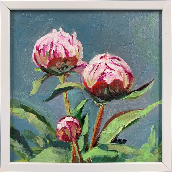 Peony. Flowers.