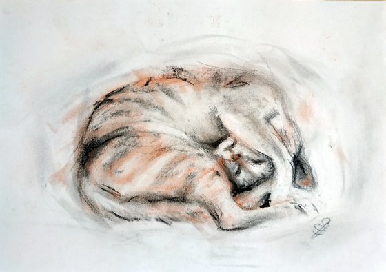 Curled Cat