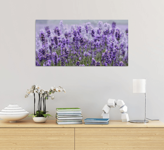 Lavender field Panorama