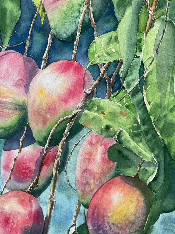 Mango, original watercolour painting