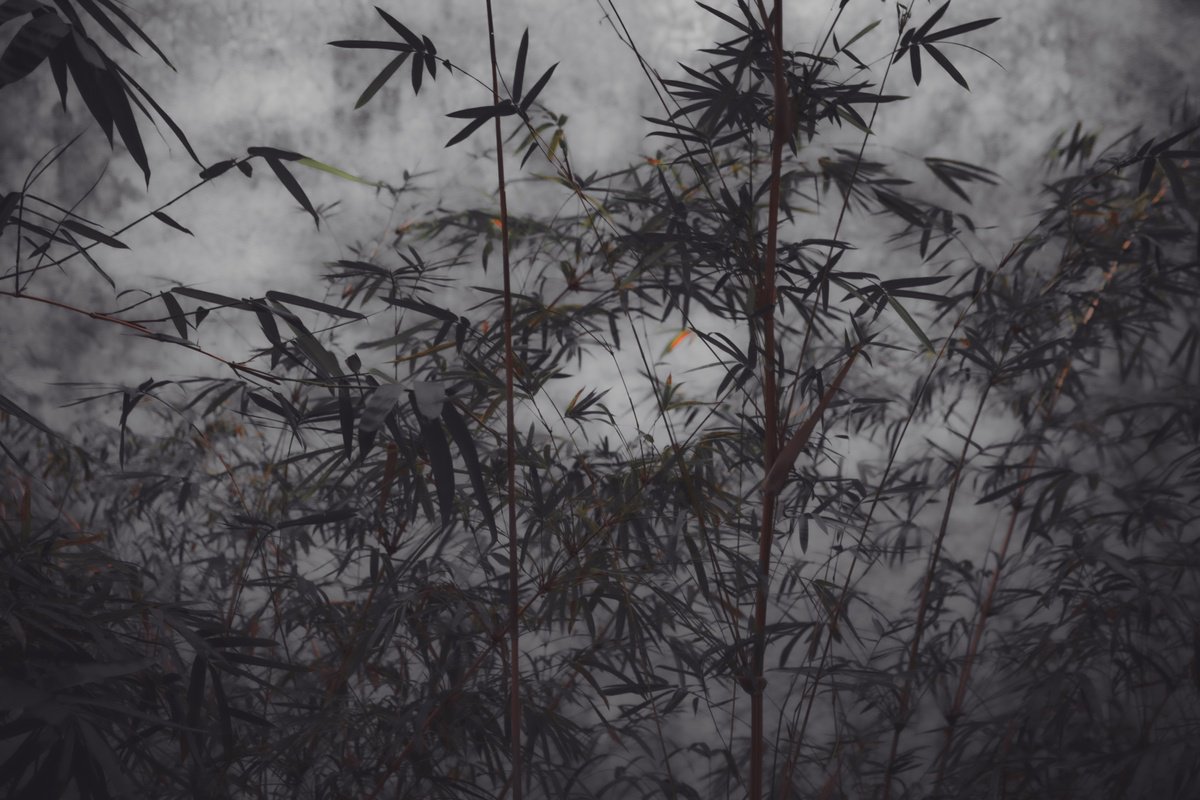 Photorealistic Photograph , (Framed) The Power Of Simplicity Ii By Viet Ha Tran, 20 X 17, Artwork For Sale On Artfinder
