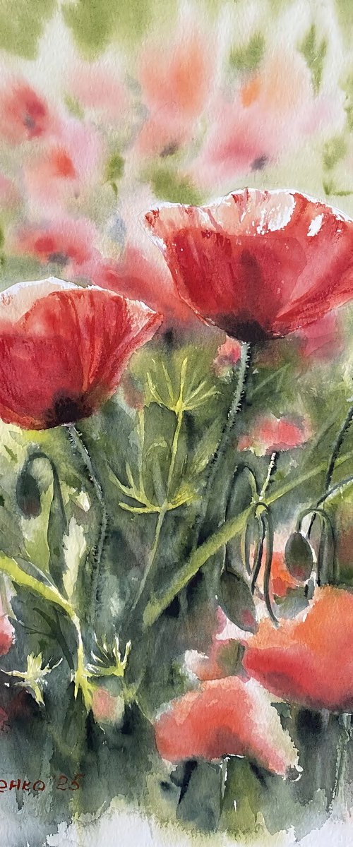 Poppies, flowers, watercolour by Natalia Butenko