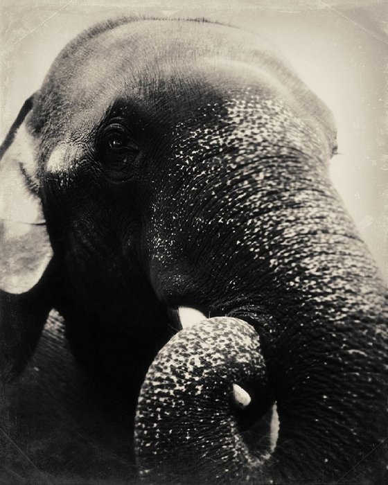 Indian elephant smiles