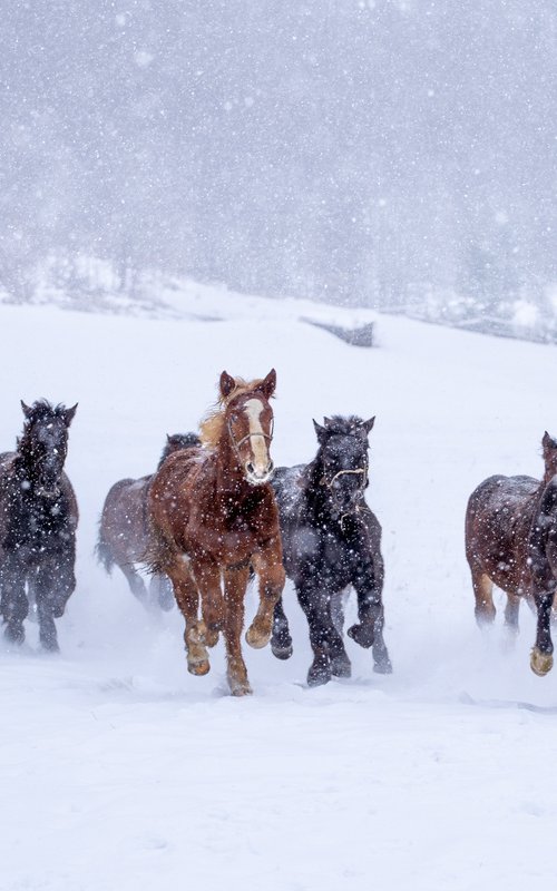 Winter gallop by Kopnicky Marek