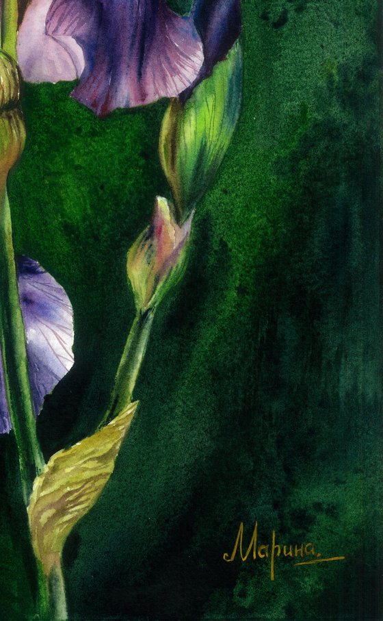 Surprise Irises