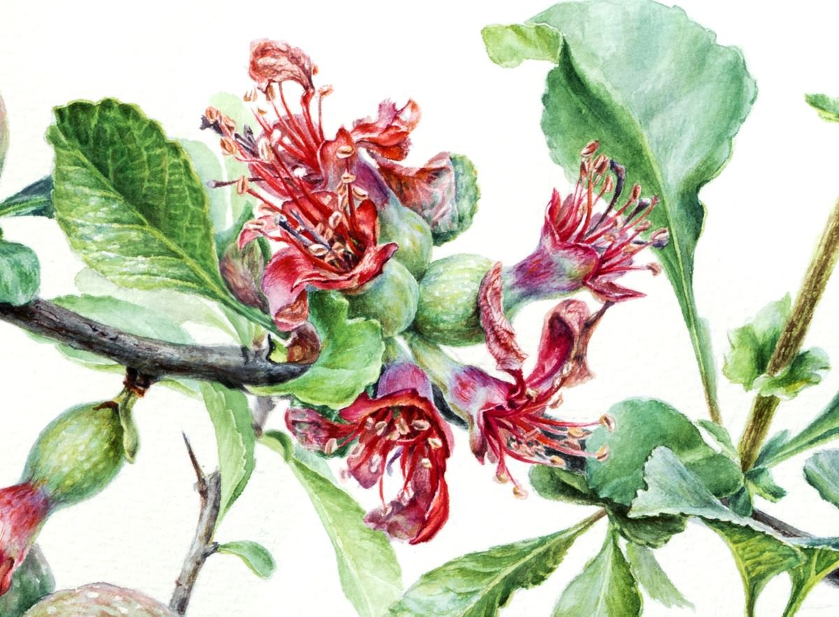 Photorealistic Botanical Watercolour By Lida Duchnewitsch, 20 X 15", Chaenomeles Japonica, Original Artwork