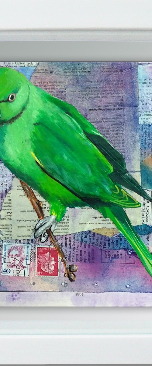 Parakeet - Ornithology#5 - Framed ready to hang original painting by Carolynne Coulson
