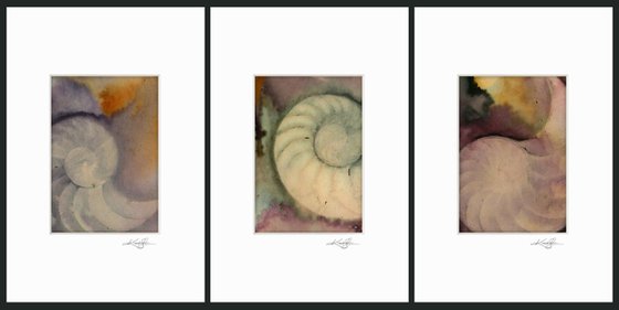 Nautilus Shell Collection 2 - 3 Small Matted paintings by Kathy Morton Stanion