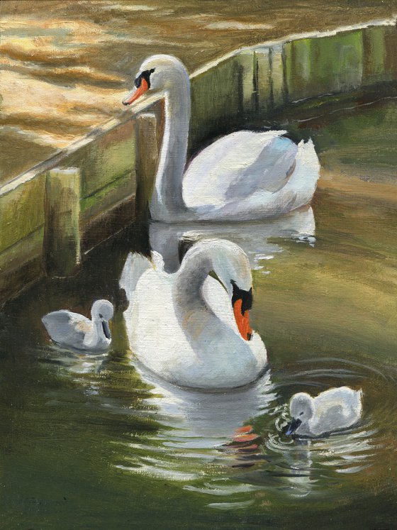 Swan family in the park pond