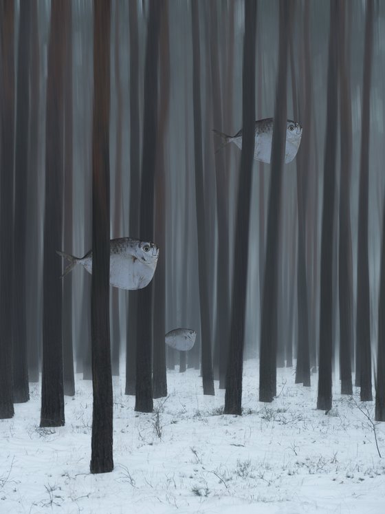 The forest fishes