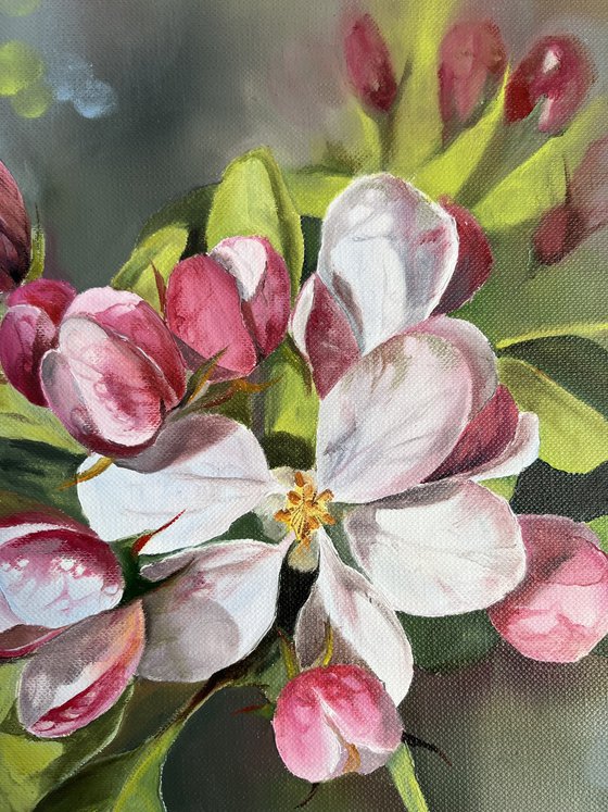 Apple blossoms 3