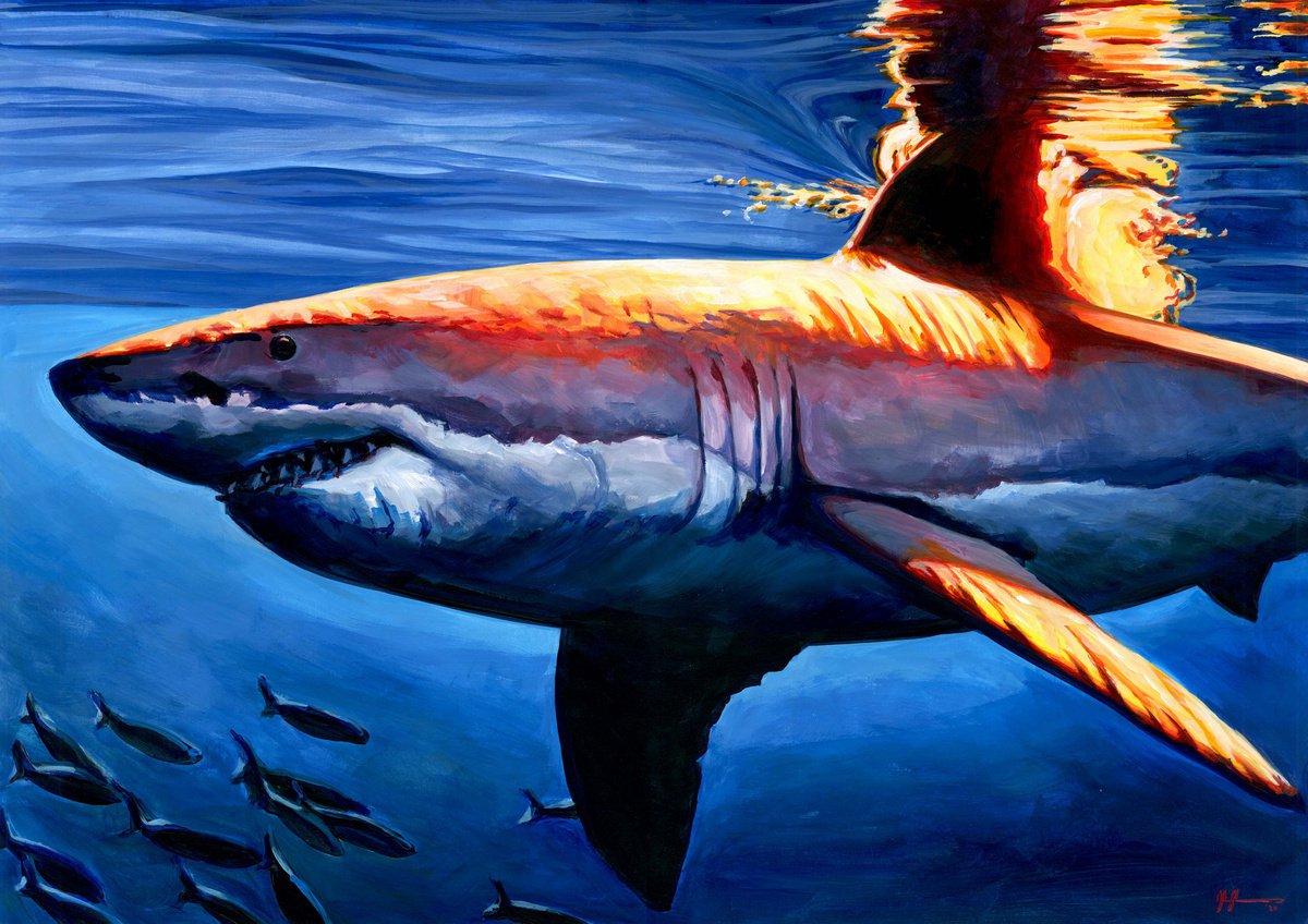 Evening Swim - A Great White Shark by Alex Stutchbury