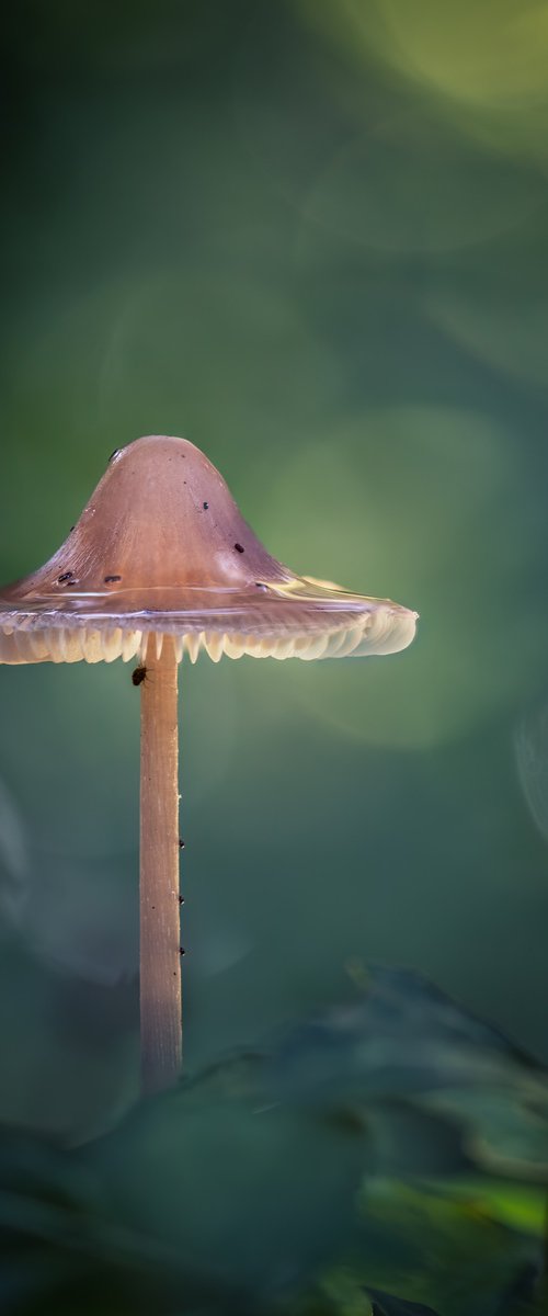 Fungi bokeh by Paul Nash