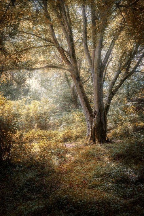 Lone Beech Tree in Autumn by Paul Nash