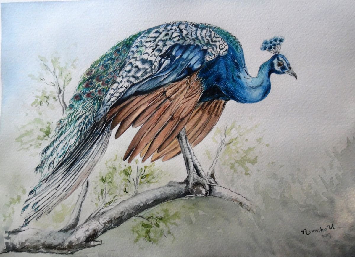 Peafowl by Nimesha Udani