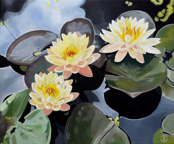 Bright Yellow Waterlillies