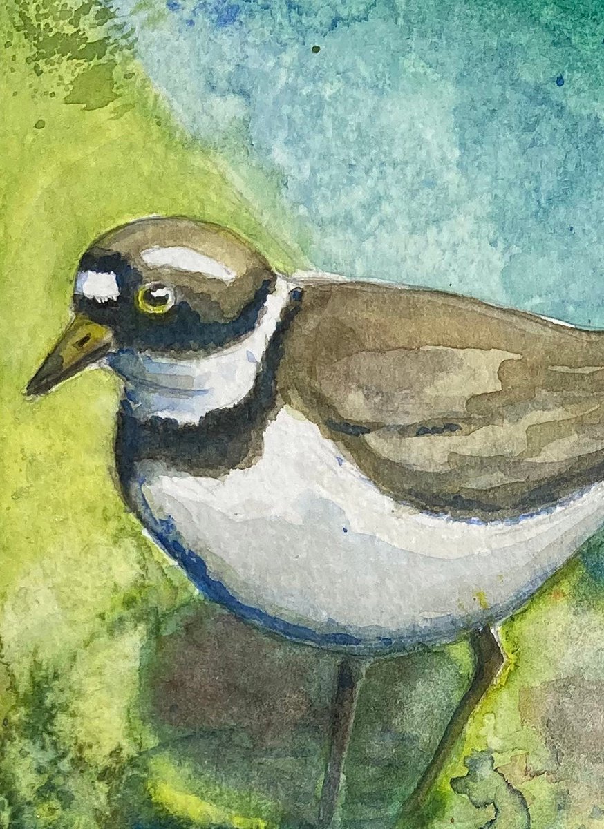 Illustrative Animal Watercolour By Theresa Pateman, 5 X 10", Ringed Plover, Original Artwork