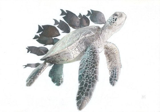 Green Sea Turtle 04