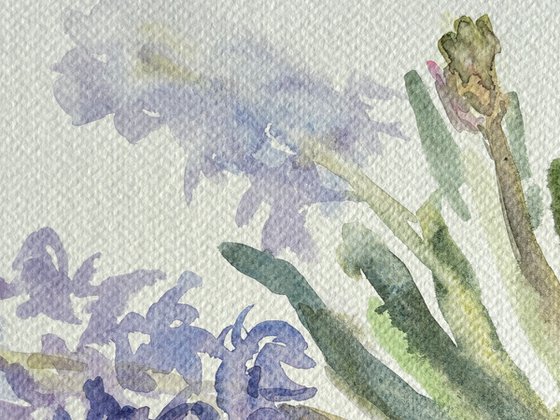 Morning Hyacinths