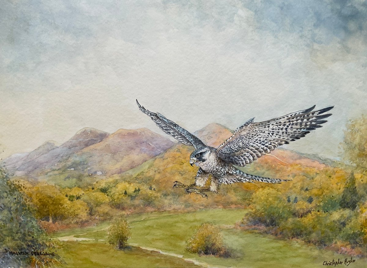 Illustrative Animal Watercolour By Christopher Hughes, 14 X 10, Peregrine Over The Malvern Hills, Original Artwork