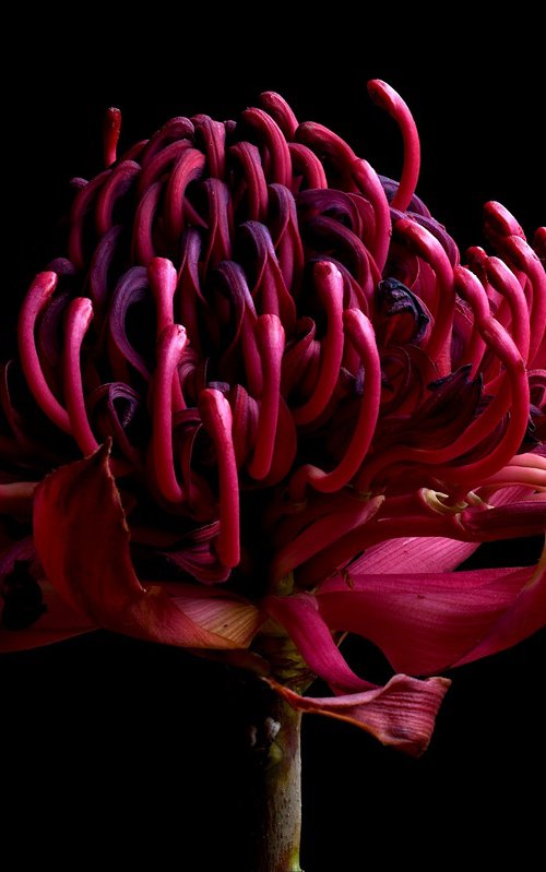 Waratah Withered by Nadia Culph