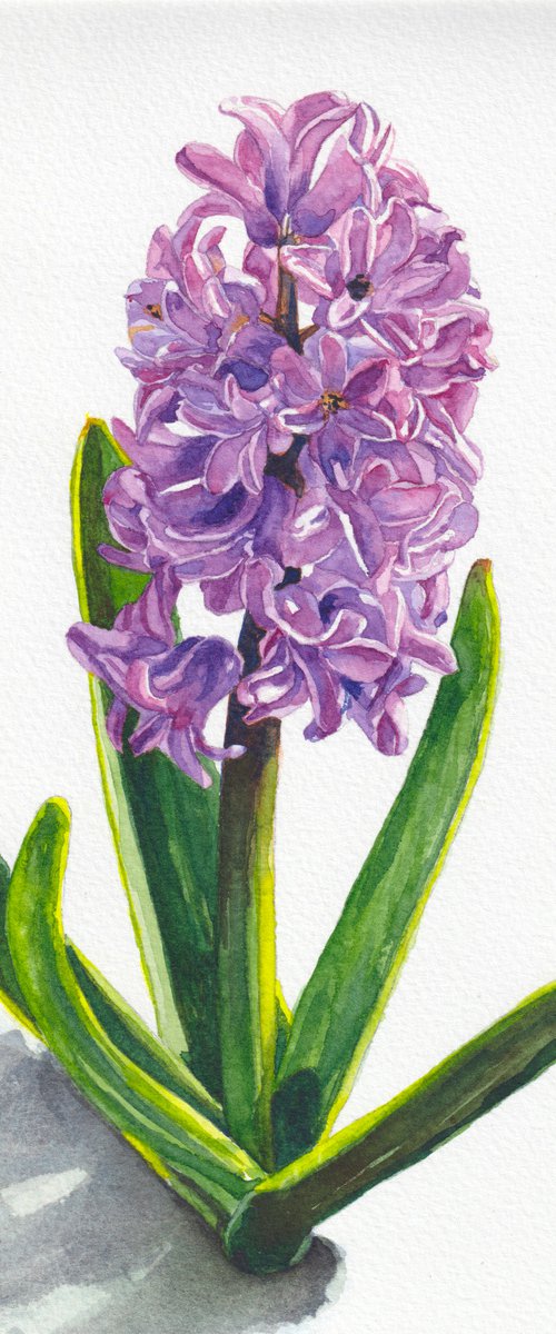 Pink hyacinth by Krystyna Szczepanowski