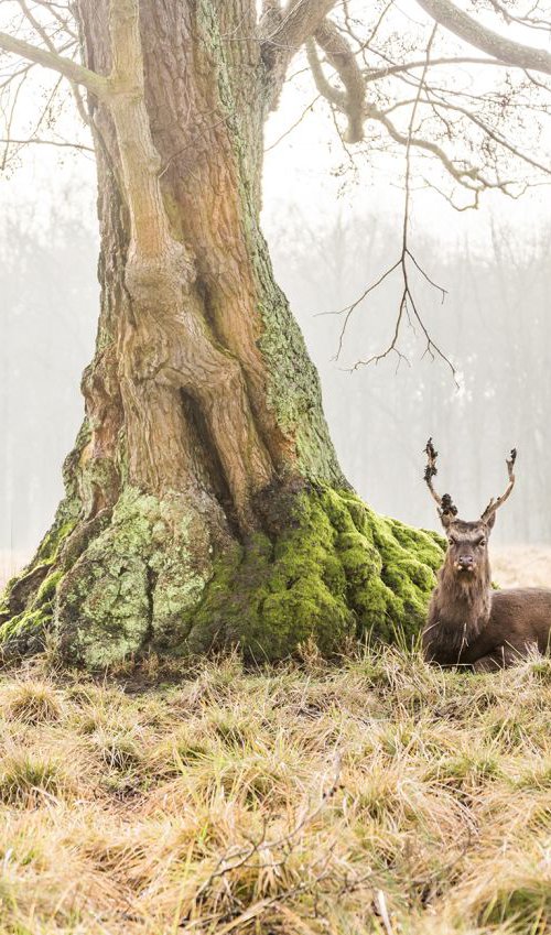 THE STAG 2 by Andrew Lever