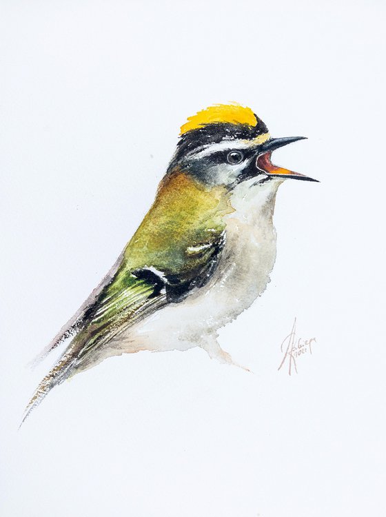 Common firecrest