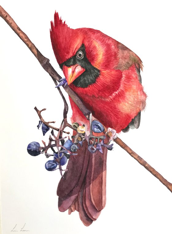 Cardinal