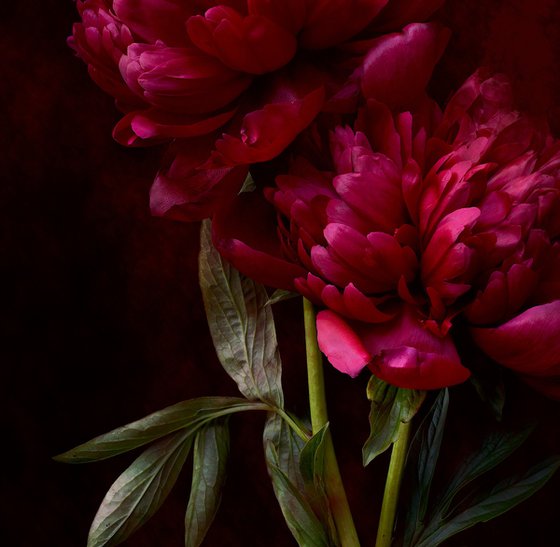 Crimson Peonies