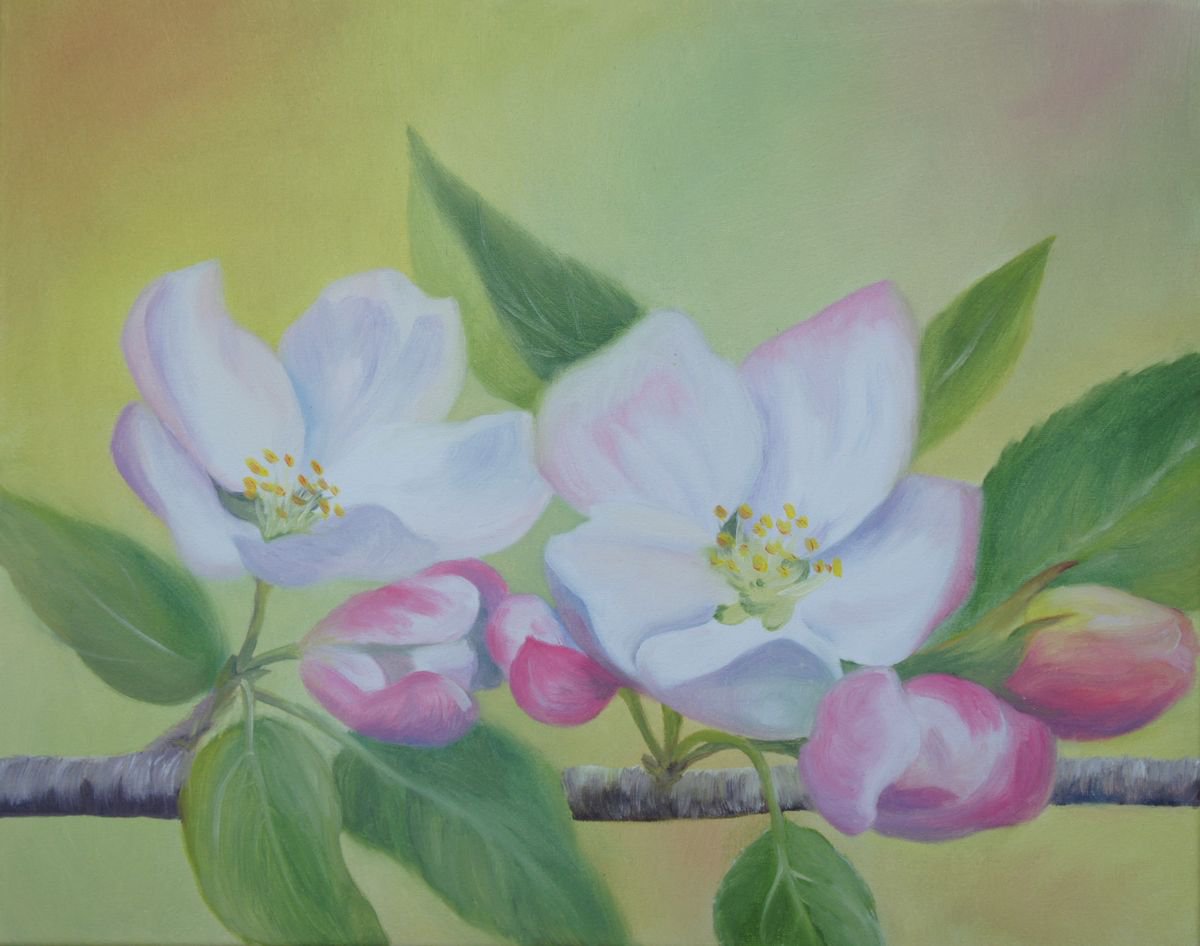Apple Blossoms by Silvie Wright