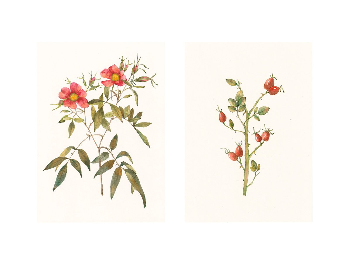 Impressionistic Botanical Watercolour By Irina Anis, 8 X 12, Set Of Rosehip Watercolor, Original Artwork