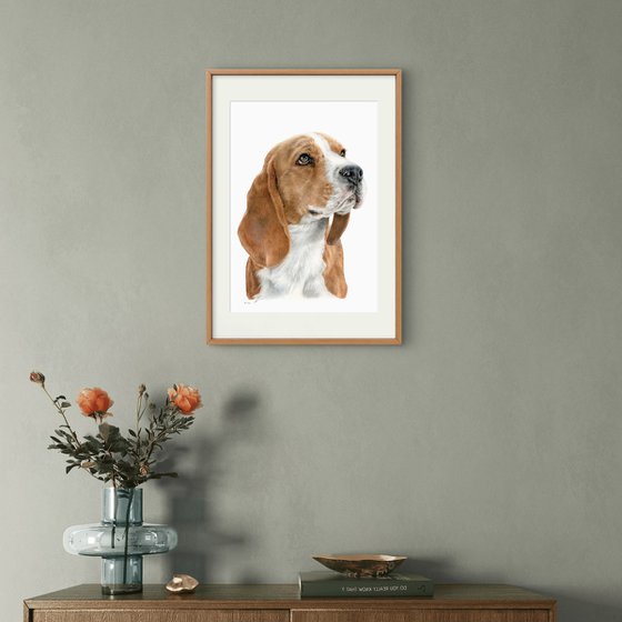 Beagle