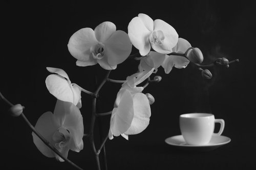 Nectar - Black and white by Julia Gogol