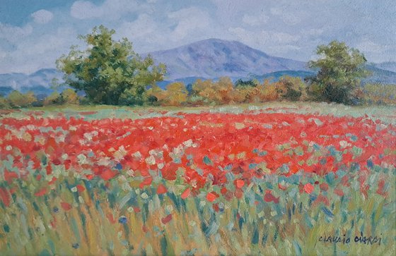 Poppies in Tuscany