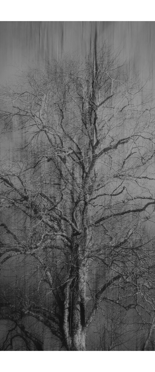 The Wind Blows II by David Baker