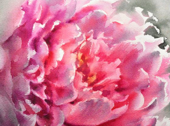 Pink peony