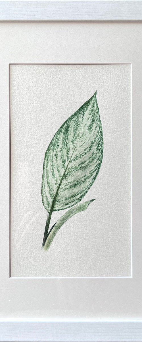 Aglaonema by Tetiana Kovalova