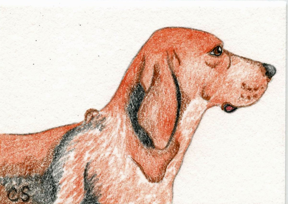 ACEO ATC Original Drawing Redbone Coonhound Pet Dog Art-Carla Smale by carla smale